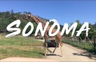 Sonoma Wine Country | Travel Guide